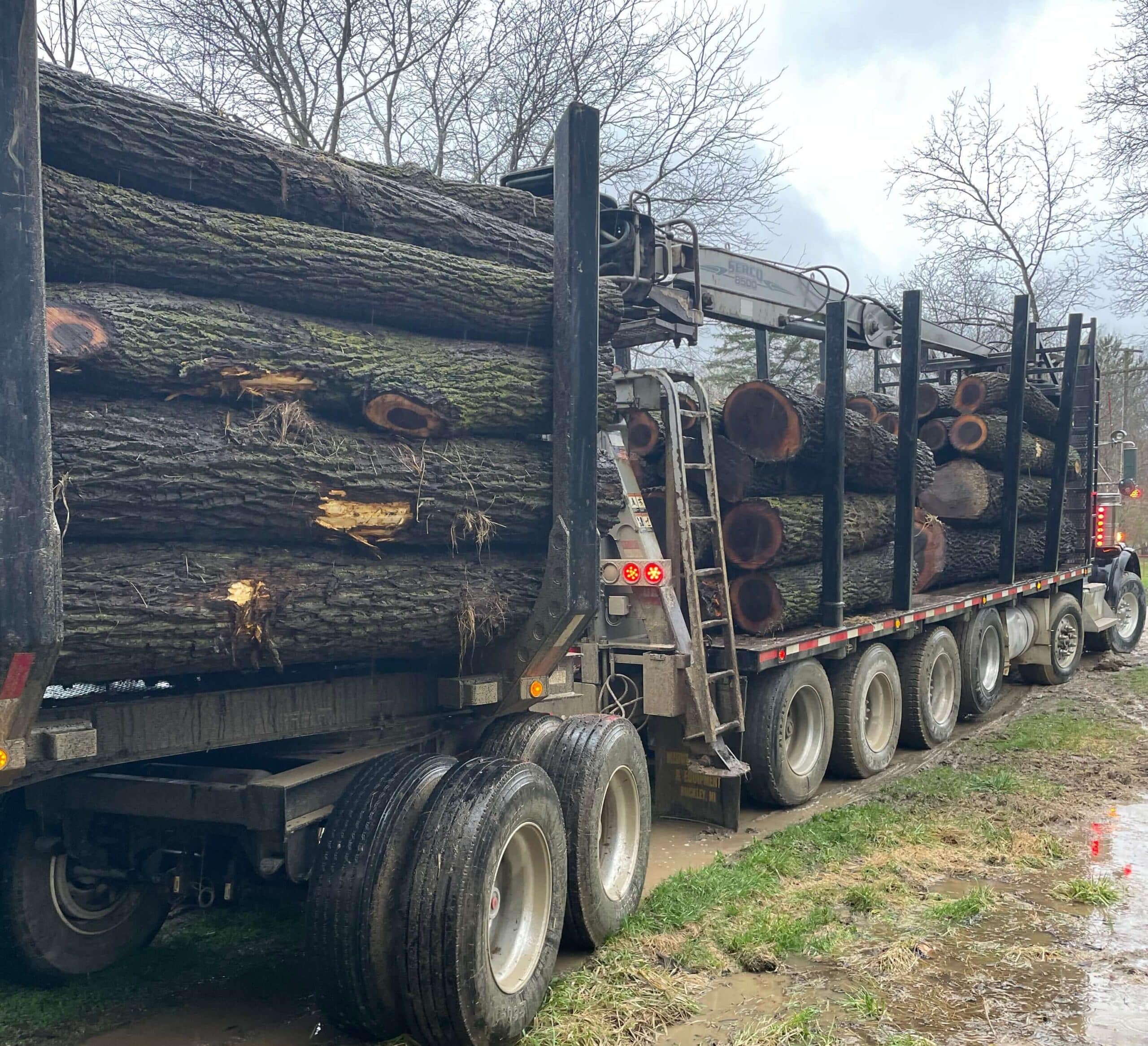 A flatbed truck loaded with large logs is parked on muddy terrain surrounded by leafless trees.