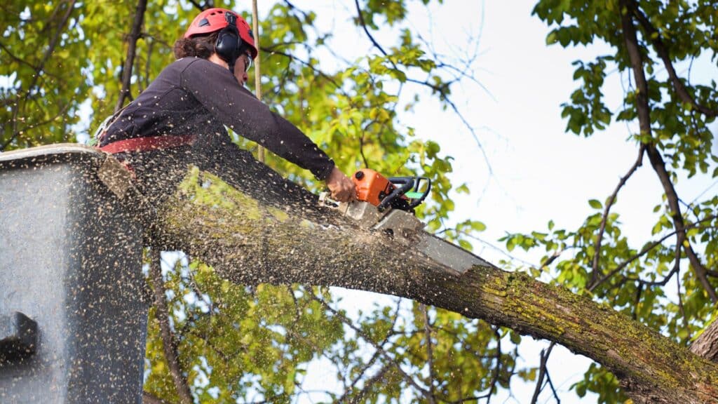 A person wearing protective gear uses a chainsaw to cut a tree branch while elevated by a cherry picker among green foliage.