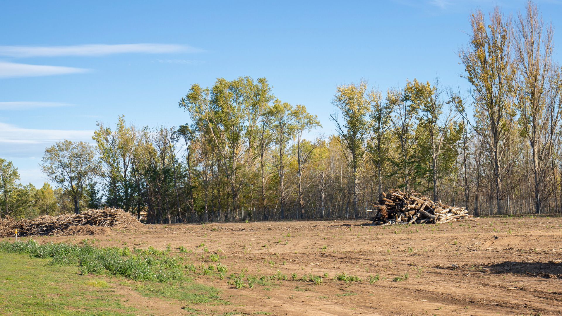 Cleared land with piles of logs and branches, bordered by trees. Blue sky in the background.