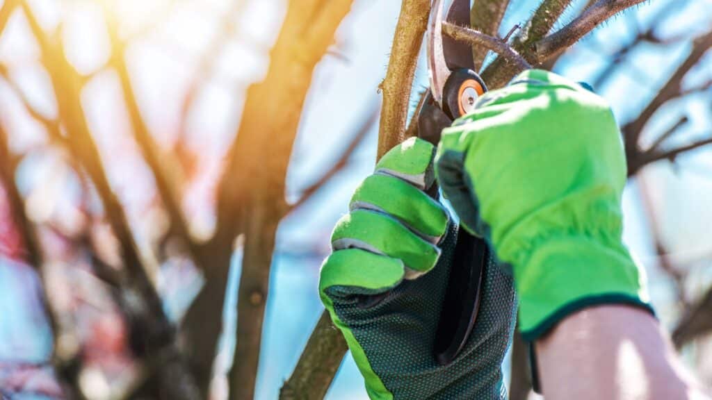 Person wearing green gloves uses pruning shears to trim a tree branch on a sunny day.