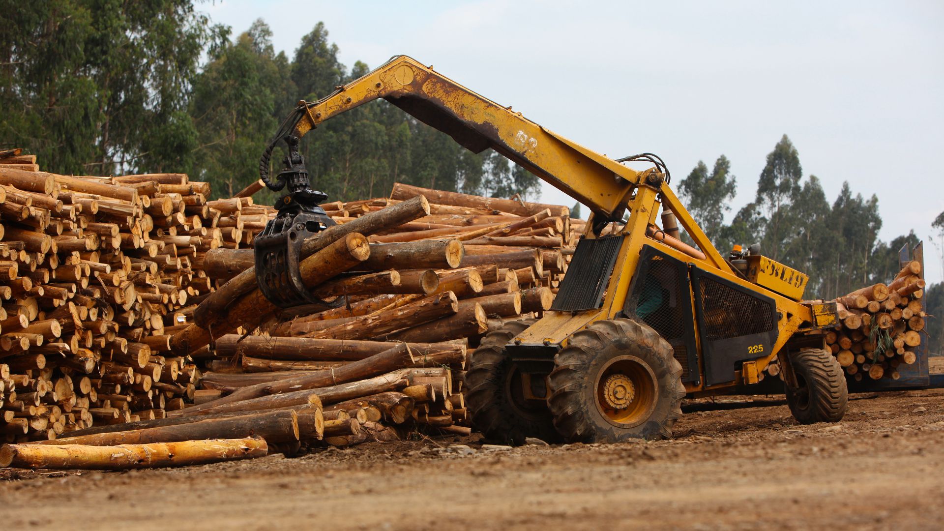 A yellow log loader moves and organizes a large pile of cut logs in a logging yard, with tall trees in the background.