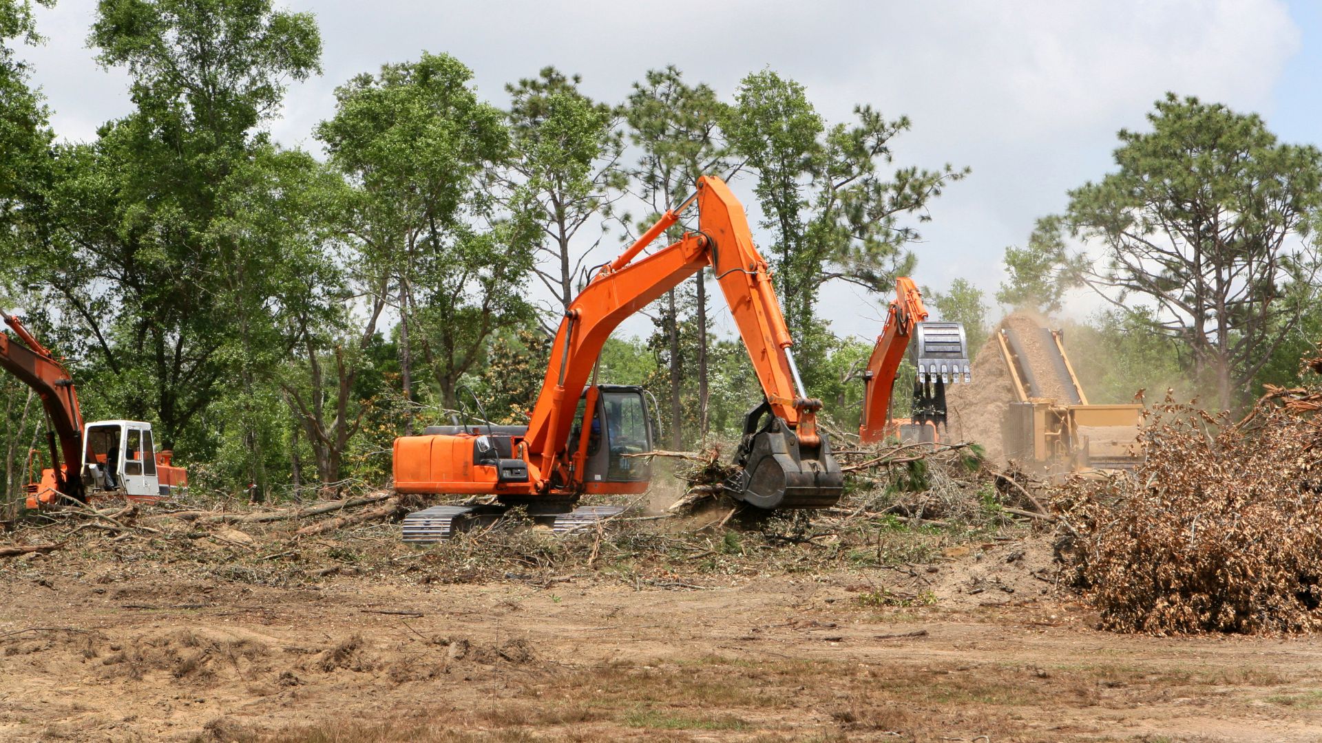 Three orange excavators are clearing land by cutting down trees and removing debris, with piles of branches and tree trunks visible. The area has patches of dirt and greenery in the background.