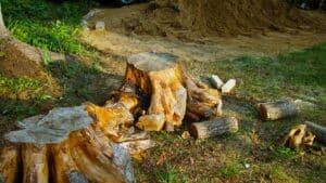 Tree stumps and cut logs are scattered on the ground next to a pile of sand and some greenery in an outdoor setting.