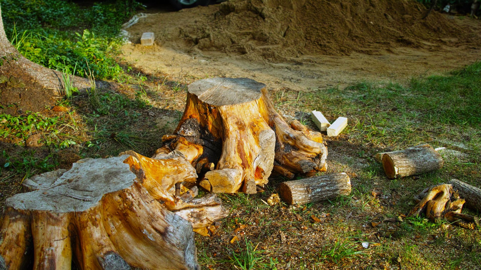 Tree stumps and cut logs are scattered on the ground next to a pile of sand and some greenery in an outdoor setting.