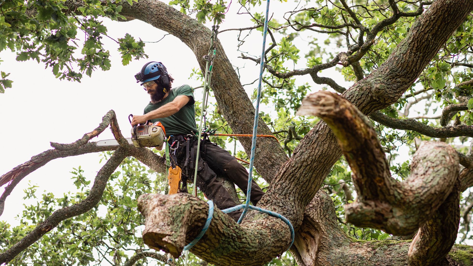 A person wearing safety gear operates a chainsaw while standing on a large branch amidst leafy trees, with ropes securing them.