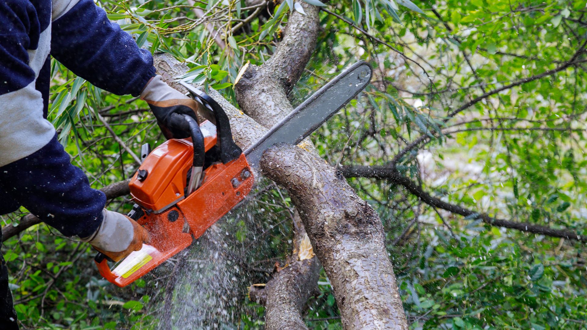 A person using a chainsaw to cut through a large tree branch, with sawdust scattering and foliage in the background.