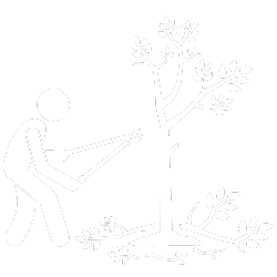 Illustration of a person using pruning shears to cut branches from a tree.