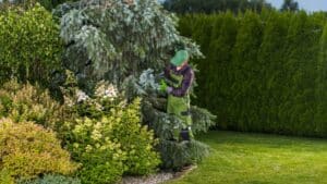 A person wearing green overalls and a cap is trimming a large coniferous tree in a well-maintained garden with dense shrubbery and a neatly cut lawn.