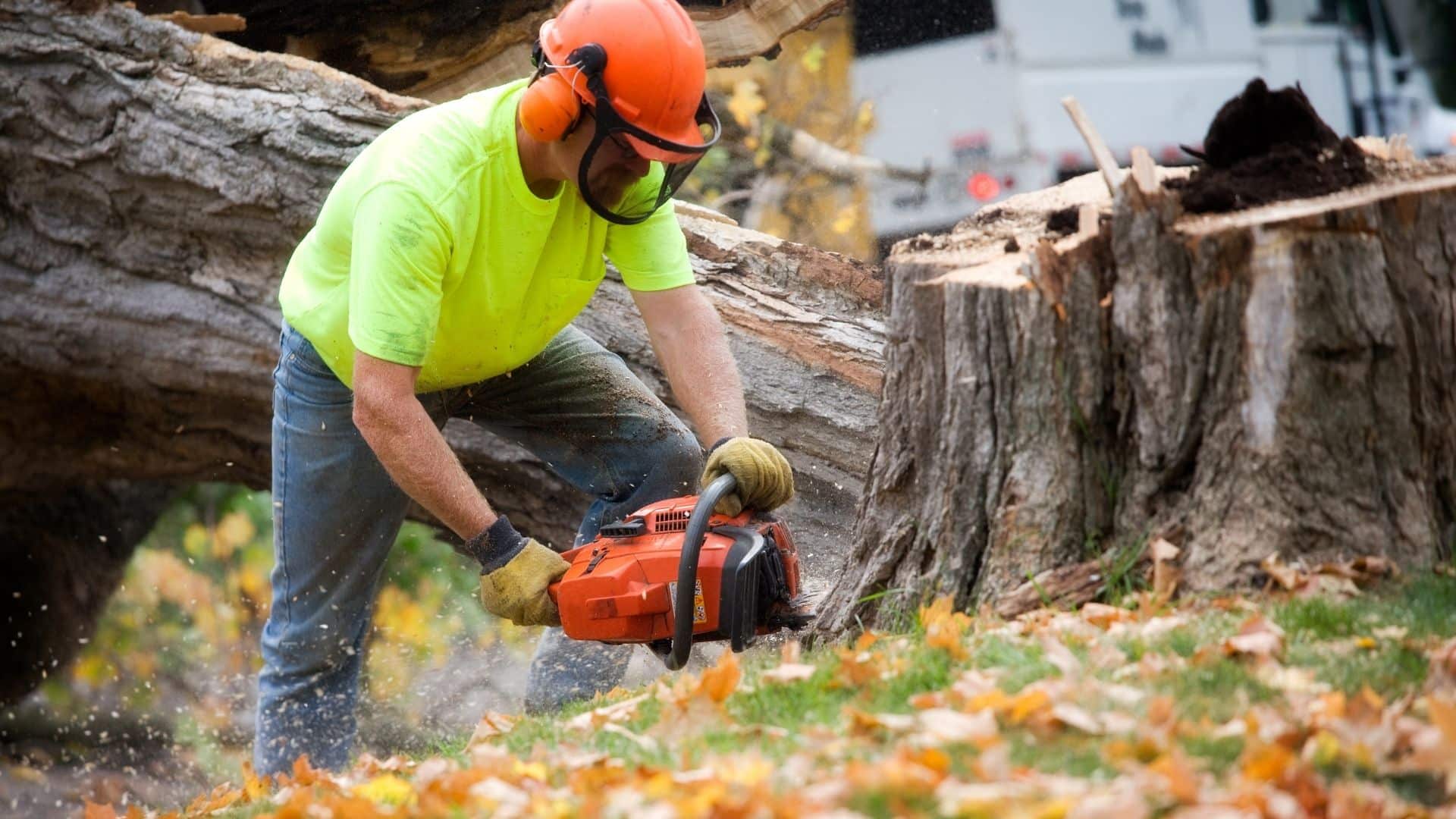 A man in safety gear uses a chainsaw to cut a tree stump in a wooded area.