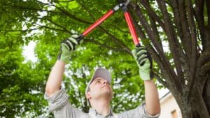 A person wearing gloves and a cap is using red-handled pruning shears to trim branches from a tree.